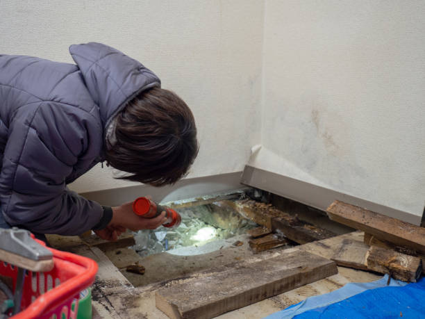 Best Mold Documentation for Insurance Claims  in River Forest, IL