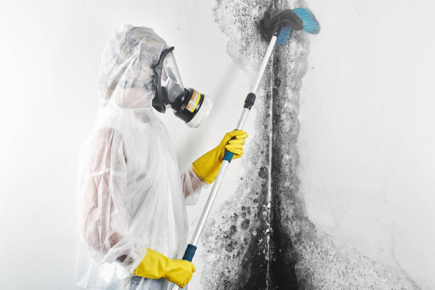 Best Environmental Consulting for Mold Prevention  in River Forest, IL