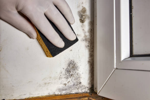 Best Comprehensive Air Testing for Mold Contaminants  in River Forest, IL